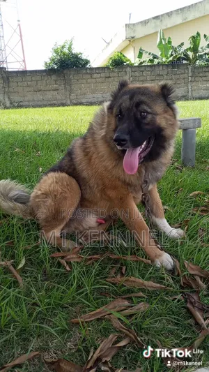 Purebred Caucasian Shepherd Male - 1+ Year