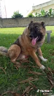 Purebred Caucasian Shepherd Male - 1+ Year - 1