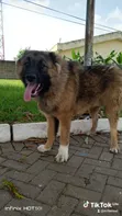 Purebred Caucasian Shepherd Male - 1+ Year - 2