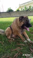Purebred Caucasian Shepherd Male - 1+ Year - 3