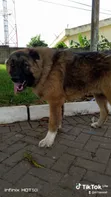 Purebred Caucasian Shepherd Male - 1+ Year - 4