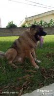 Purebred Caucasian Shepherd Male - 1+ Year - 5
