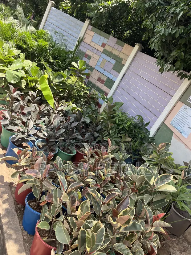 Rubber Plant for Sale - 1