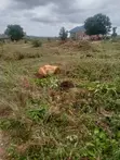 Roadside Land for Sale in Akutuako, Greater Accra - 3