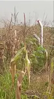 Plots for Sale at Kasoa Ahentia - 2