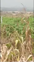 Plots for Sale at Kasoa Ahentia - 3