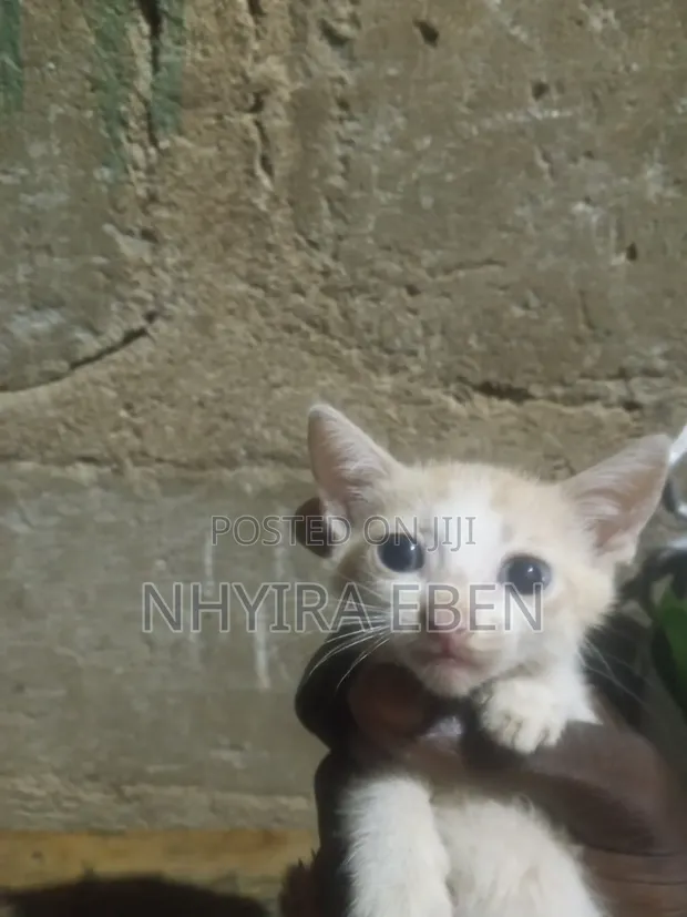 Female Mixed Breed Cat - 1-3 Months - 1