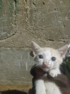 Female Mixed Breed Cat - 1-3 Months