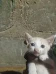 Female Mixed Breed Cat - 1-3 Months - 1