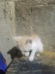 Female Mixed Breed Cat - 1-3 Months - 2
