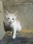 Female Mixed Breed Cat - 1-3 Months - 3