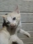 Female Mixed Breed Cat - 1-3 Months - 4