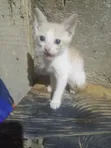 Female Mixed Breed Cat - 1-3 Months - 5
