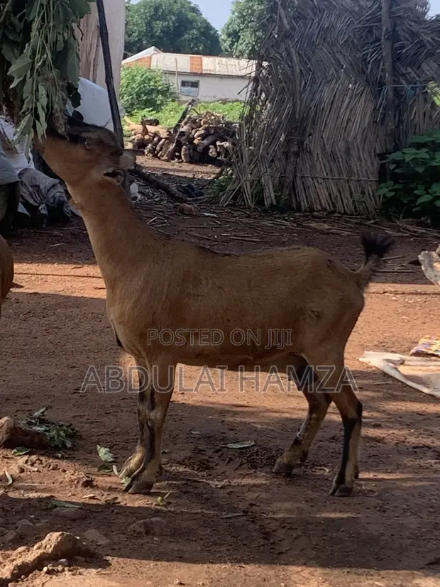 Healthy Goats Available for Sale - 1