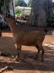Healthy Goats Available for Sale - 1