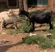 Healthy Goats Available for Sale - 2