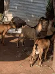 Healthy Goats Available for Sale - 3