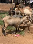 Healthy Goats Available for Sale - 4