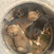 Male Mixed Breed Pointer Puppy (1-3 Months) - 1