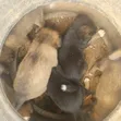 Male Mixed Breed Pointer Puppy (1-3 Months) - 2