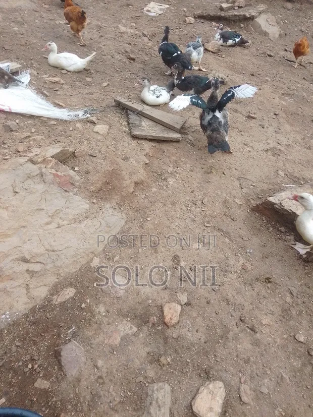 Muscovy Ducks - 3 Months Old - 1