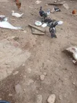 Muscovy Ducks - 3 Months Old - 1