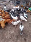 Muscovy Ducks - 3 Months Old - 2