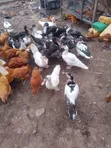 Muscovy Ducks - 3 Months Old - 3