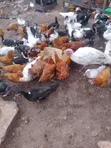 Muscovy Ducks - 3 Months Old - 4
