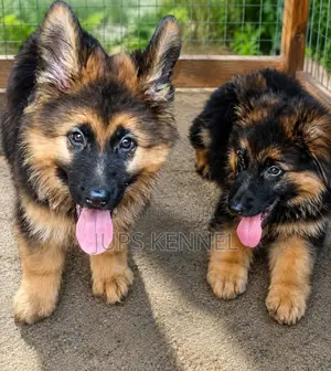 1-3 Month Female Purebred German Shepherd Puppy