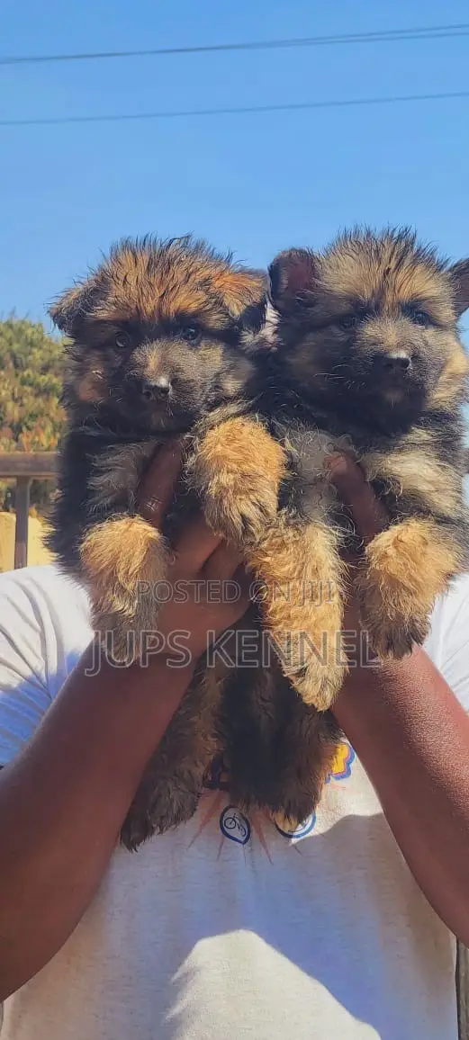 1-3 Month Old Female Purebred German Shepherd Puppy - 1