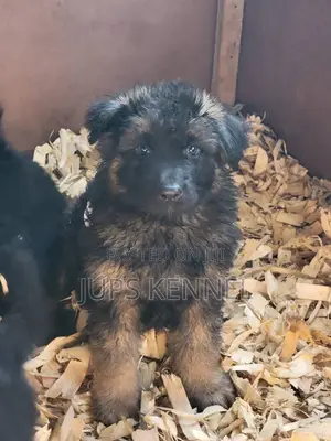 Purebred German Shepherd Puppy (1-3 Months)