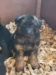 Purebred German Shepherd Puppy (1-3 Months) - 1