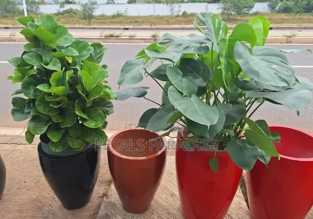 Flower Pot and Plant - 1