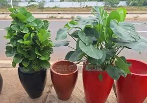 Flower Pot and Plant