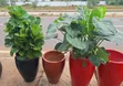 Flower Pot and Plant - 1