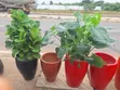Flower Pot and Plant - 2