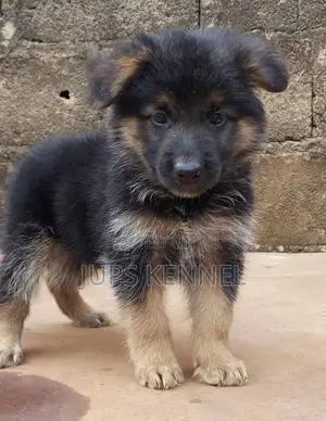 1-3 Month Male Purebred German Shepherd Puppies