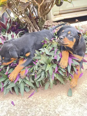 Female Purebred Rottweiler Puppies (3-6 Months)