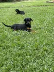 Female Purebred Rottweiler Puppies (3-6 Months) - 2