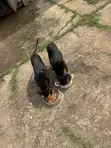 Female Purebred Rottweiler Puppies (3-6 Months) - 3