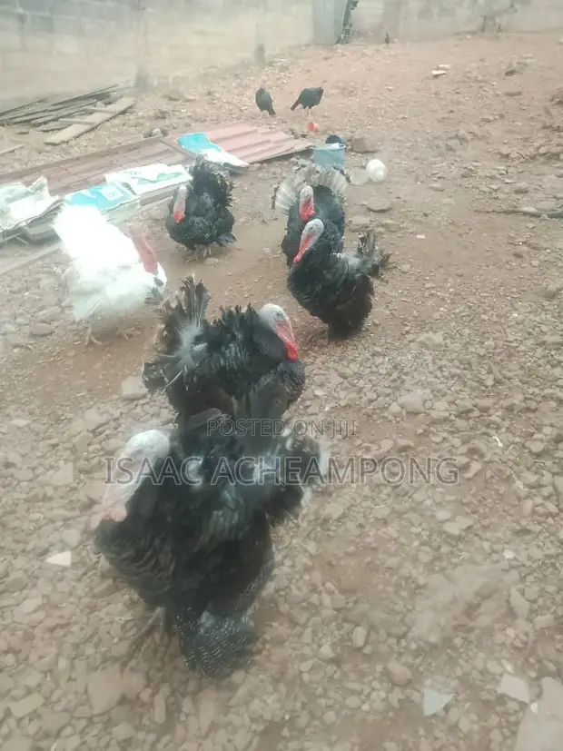 Mature Hybrid Tom Turkeys - 1
