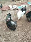 Mature Hybrid Tom Turkeys - 2