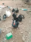 Mature Hybrid Tom Turkeys - 3