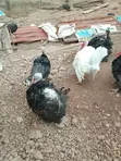 Mature Hybrid Tom Turkeys - 4