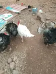 Mature Hybrid Tom Turkeys - 5