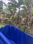 Tarp Fish Pond Liner - 5