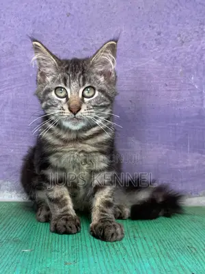 Purebred Maine Coon Kitten - 1-3 Months Old