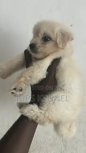 Female Purebred Toy Poodle Puppy
