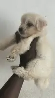 Female Purebred Toy Poodle Puppy - 1